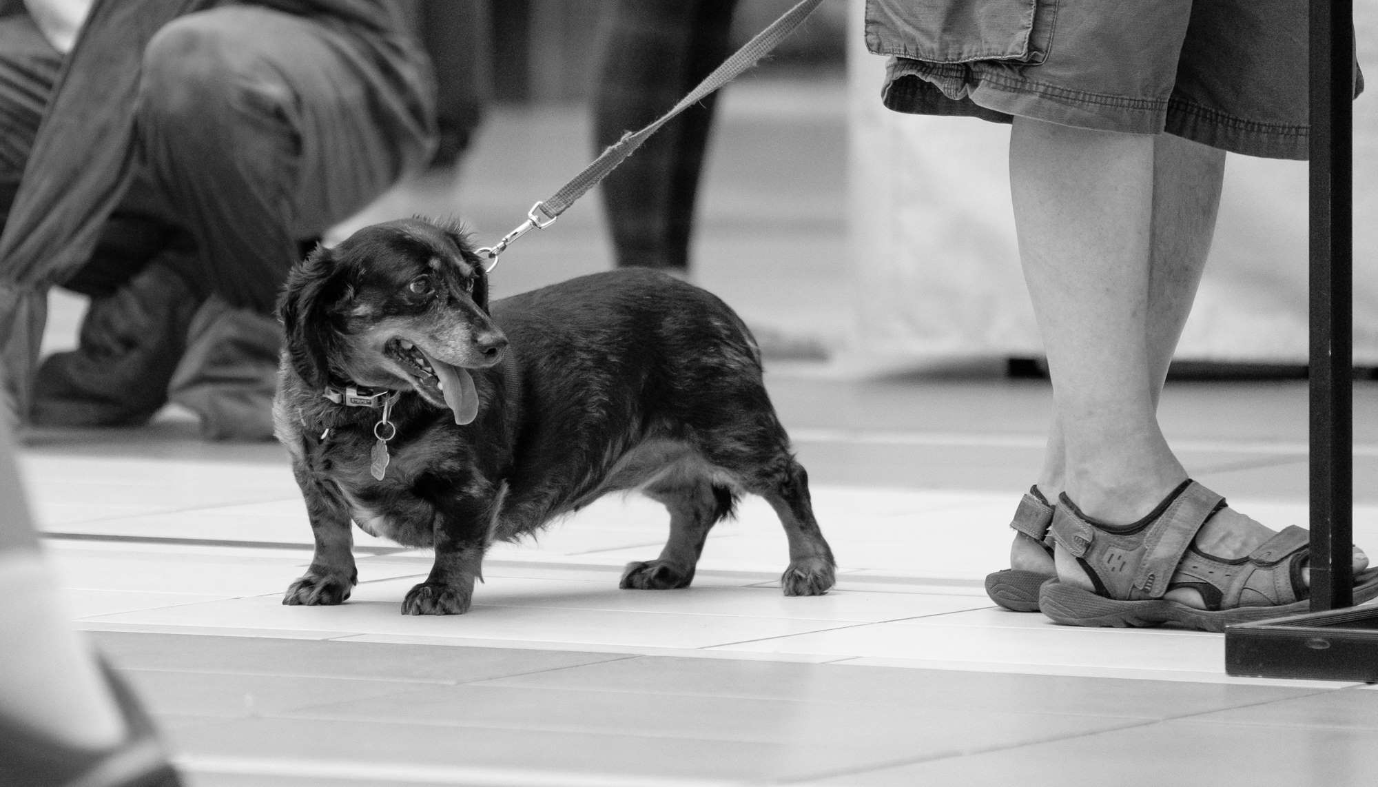 Read All Kinds of Awesome! by Dog Willing Publications