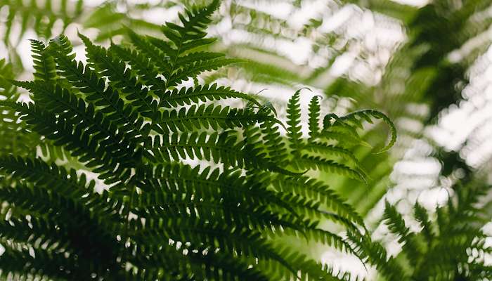 Read Como Conservatory by Heather Horgen
