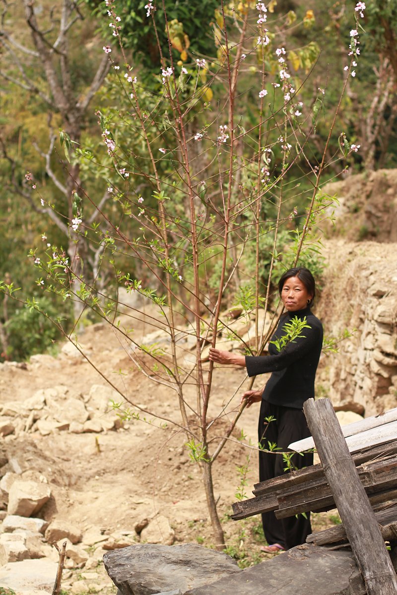 Anju Nachhiring from Sotang is one of our pioneer leader farmers. She poses with a flowering almond tree.