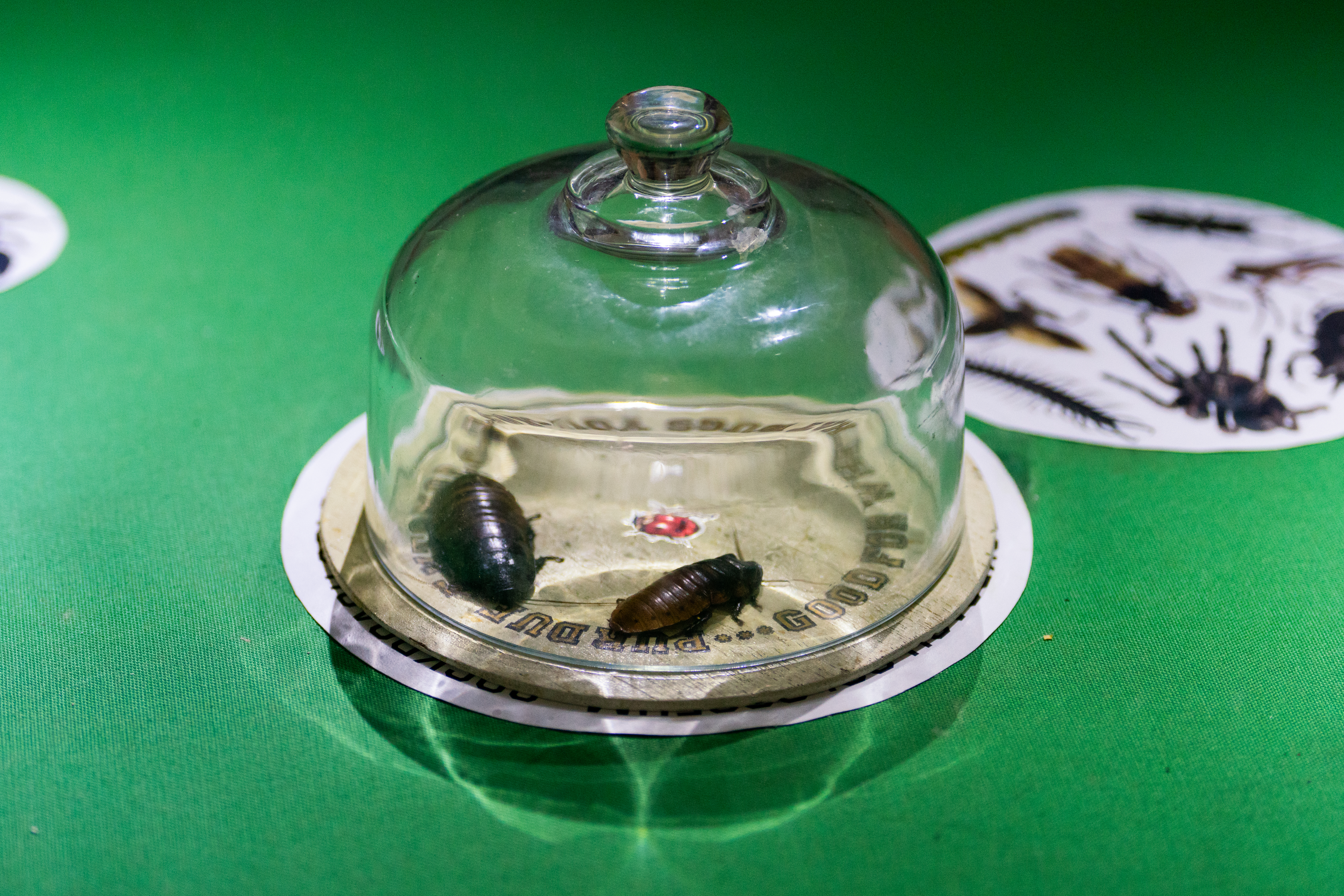 Two cockroaches sit under a glass cloche on a green surface. The cloche ...