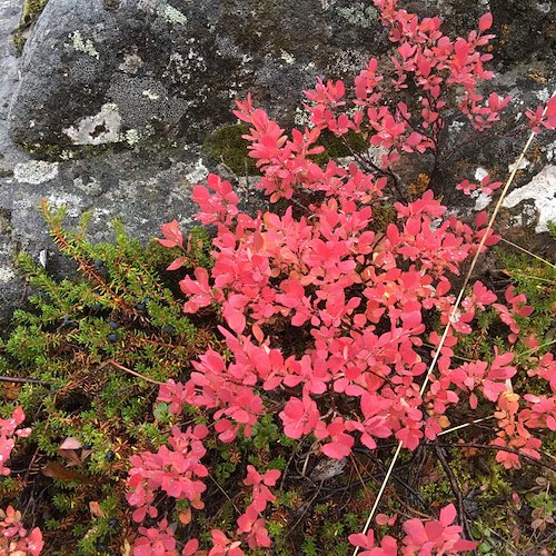 In early September, the Arctic ground turns brilliant colours. Photo: John Crump
