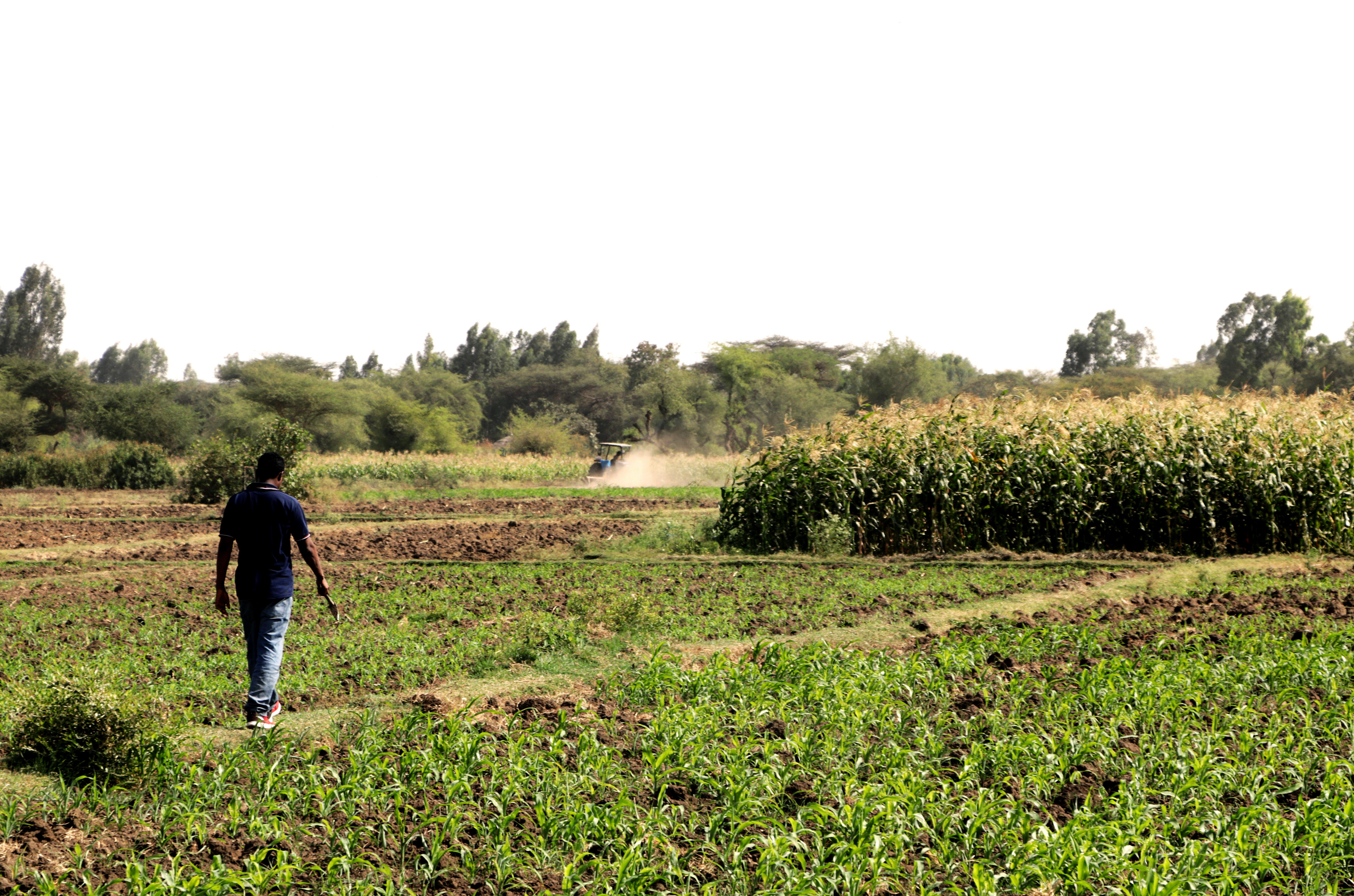 Khalid grows maize and onions to sells at market.