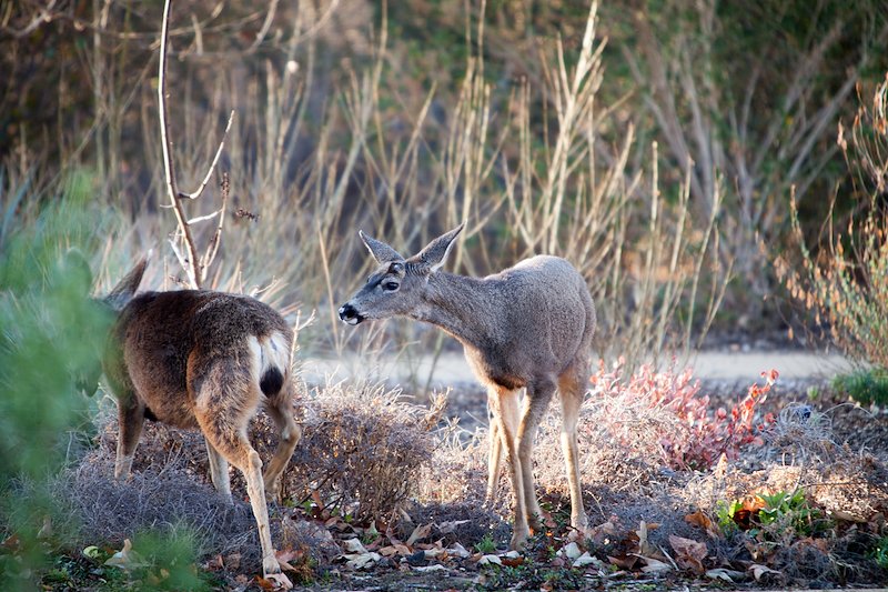 deer-4752.jpg
