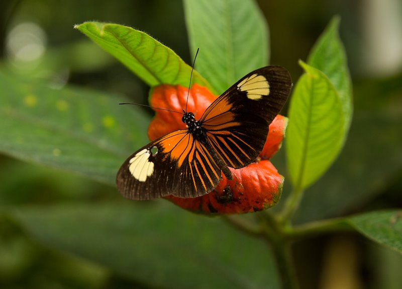 A butterfly at in the jungle near Tena, Ecuador.