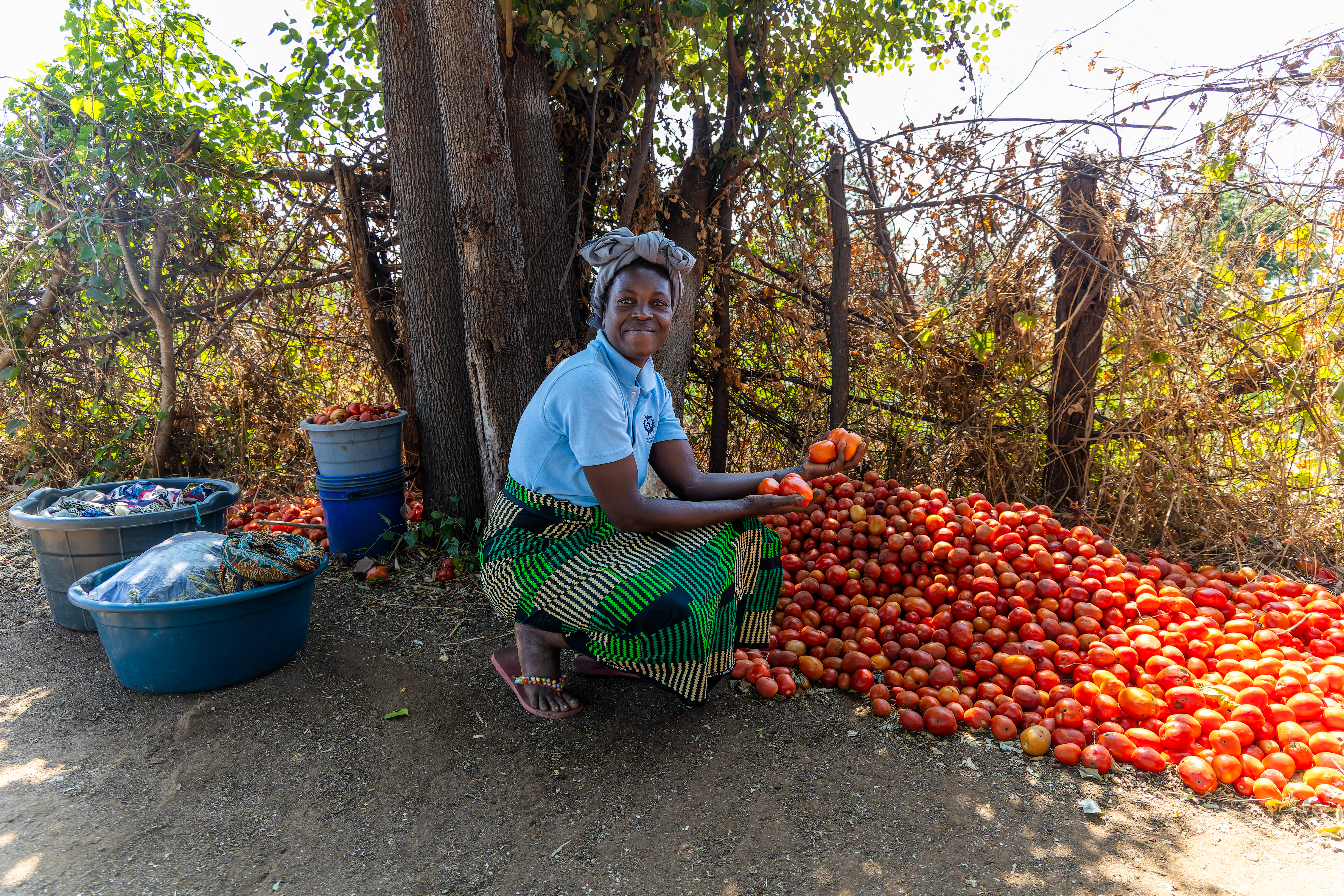 Linda squats beside a large pile of red tomatoes, holding a few in her ...