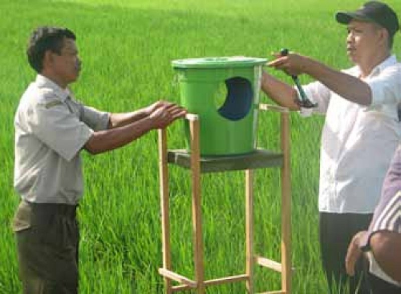 Instead of spraying insecticides, farmer-partners in Southeast Sulawesi now set up traps to catch male white stem borers. Photo: D. Casimero