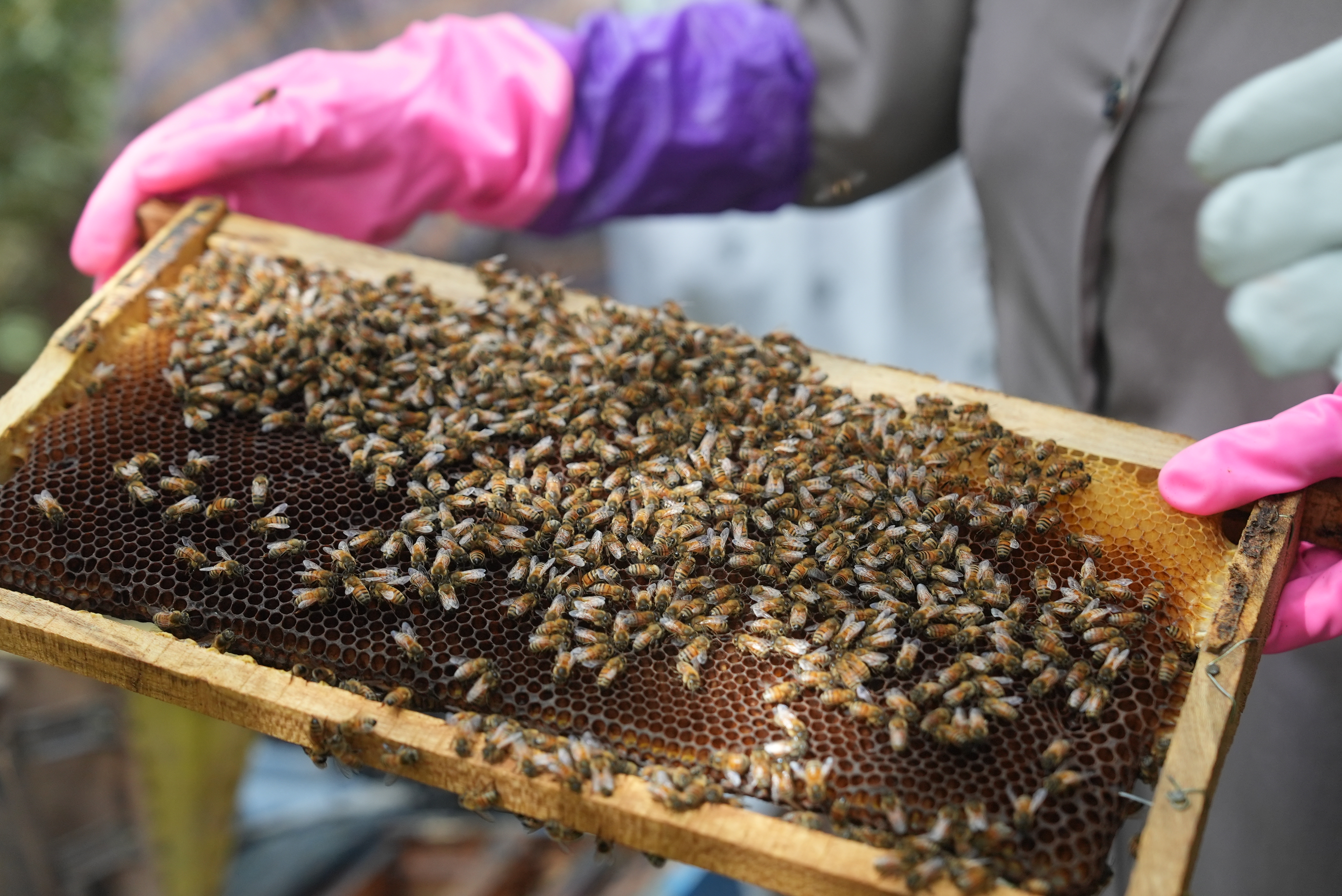 A bee frame from Ayesha’s bee-box, showing worker bees accumulating ...