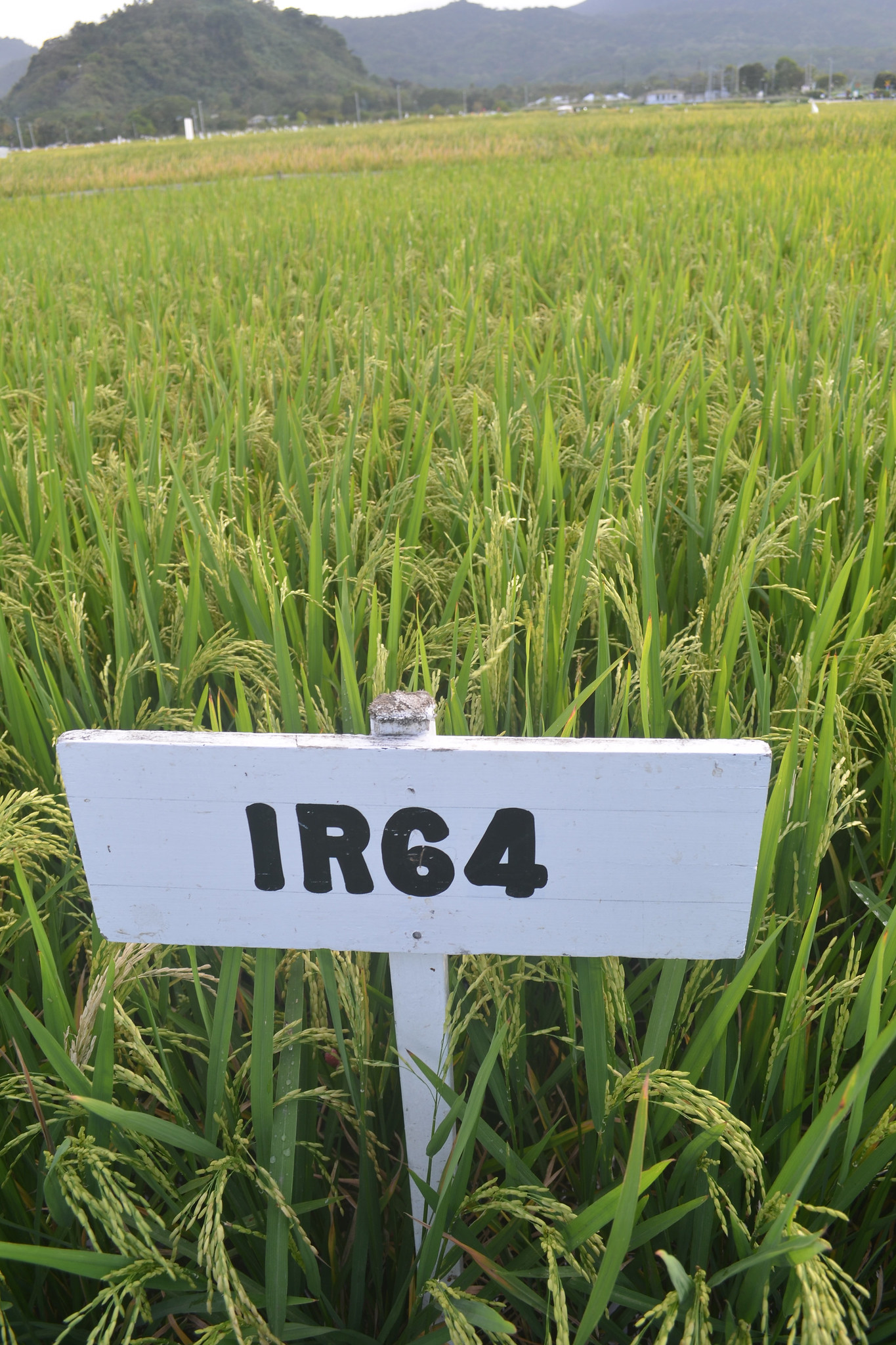 Green Revolution in Asia