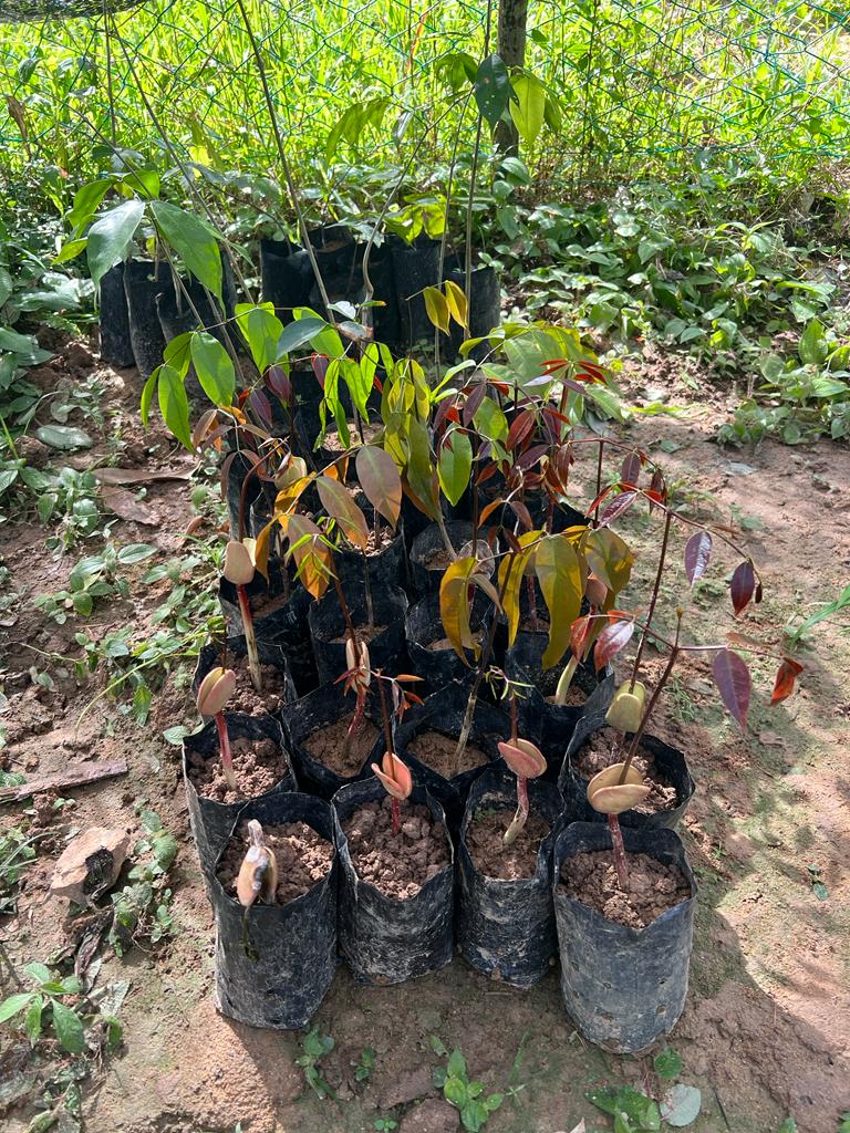 Merbau tree seedlings. Photo: Agkillah Maniam/Forestry Department of ...