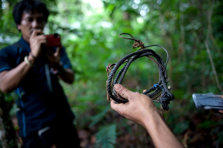 Snare trap removed by forest rangers in Bukit Barisan Selatan National Park, Indonesia. Photo: Edi Susanto, National Geographic Indonesia
