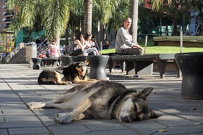 The stray dogs of Cordoba.