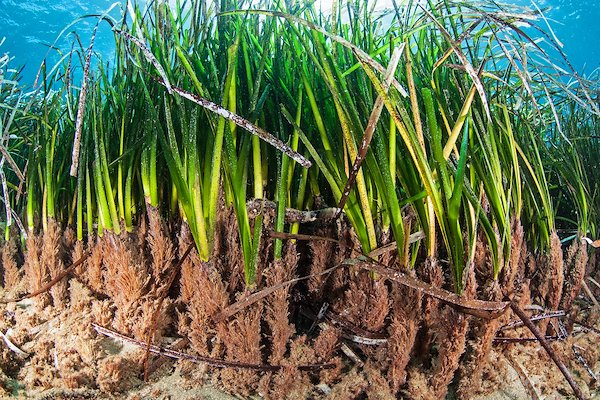 The rhizomes of the seagrass. Credit: Dimitris Poursanidis