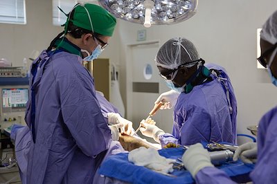 Dr. Collen and Dr. Rick at work on a fractured femur.