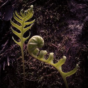 Ferns by the window