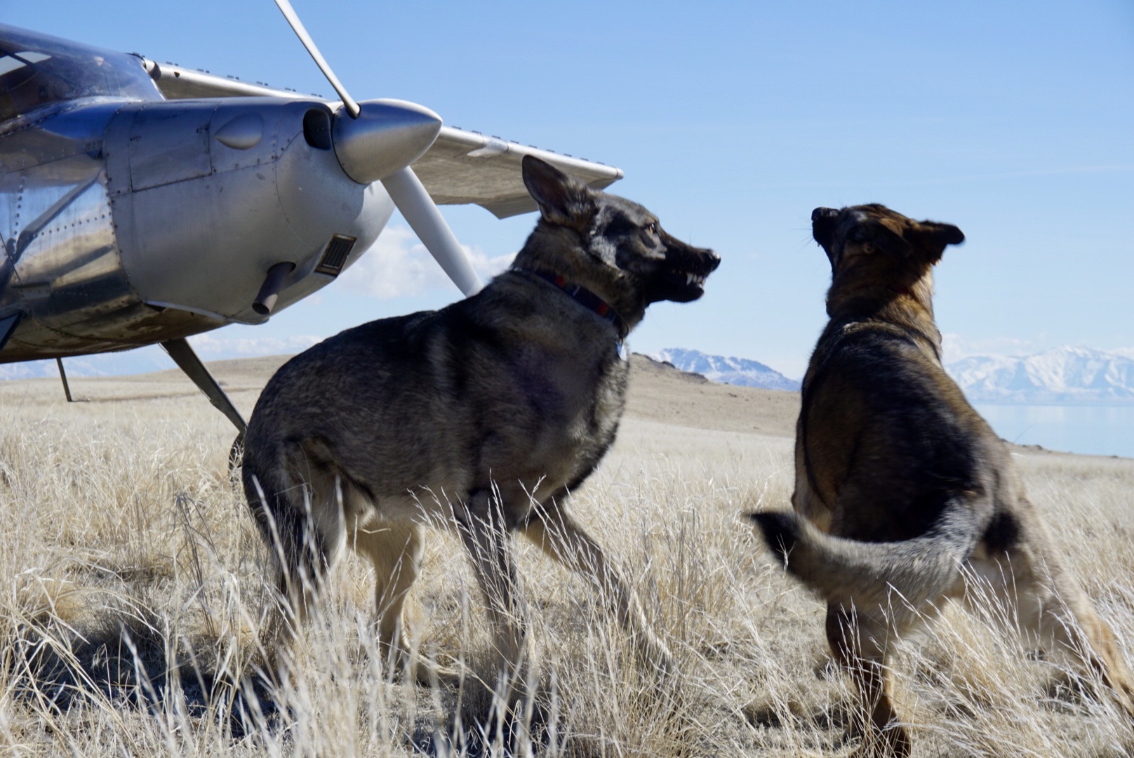 When Wolves Fly
