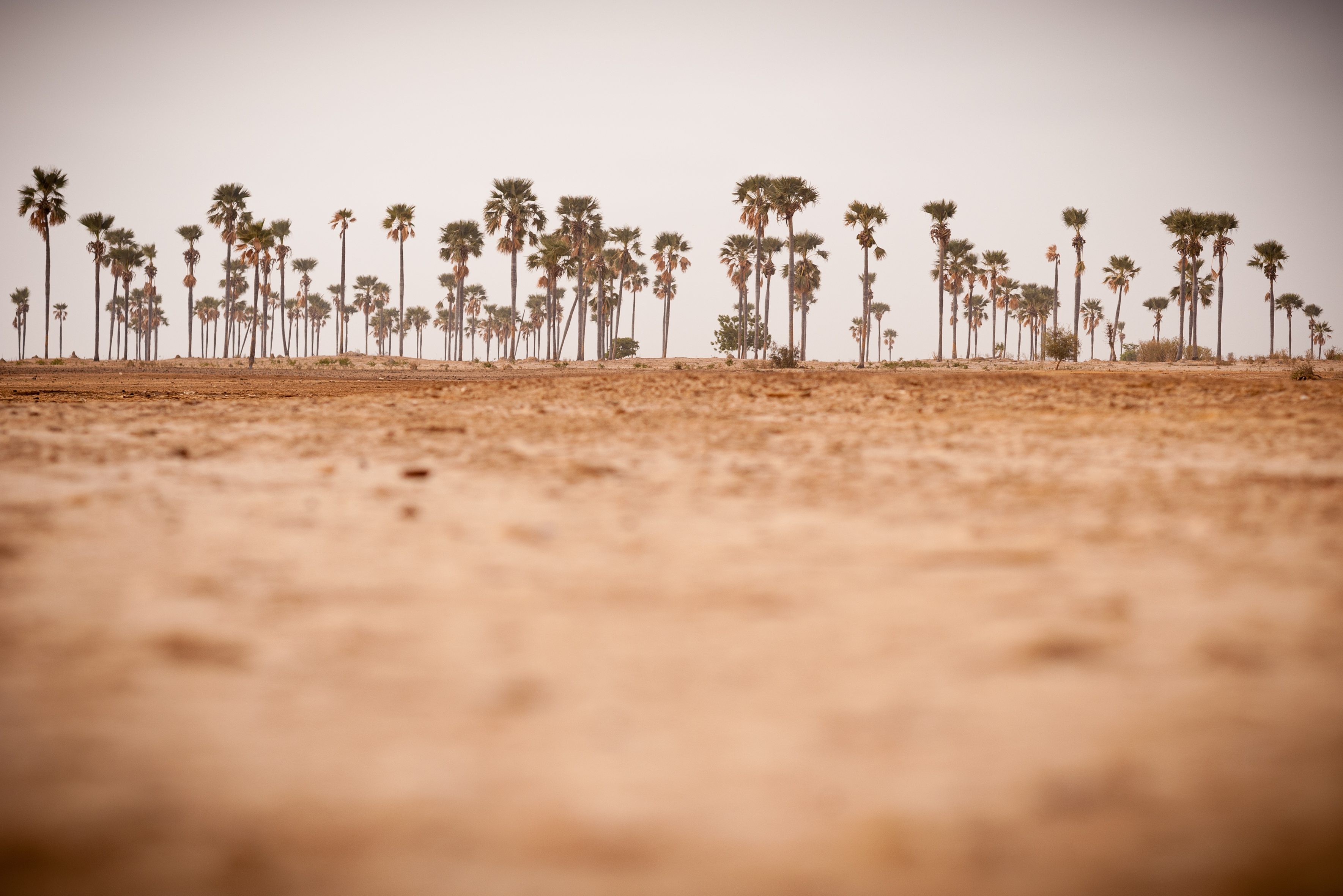 Once productive rice fields have become barren &amp; infertile after salt inundation from rising sea-levels. © Clément Tardif / ActionAid