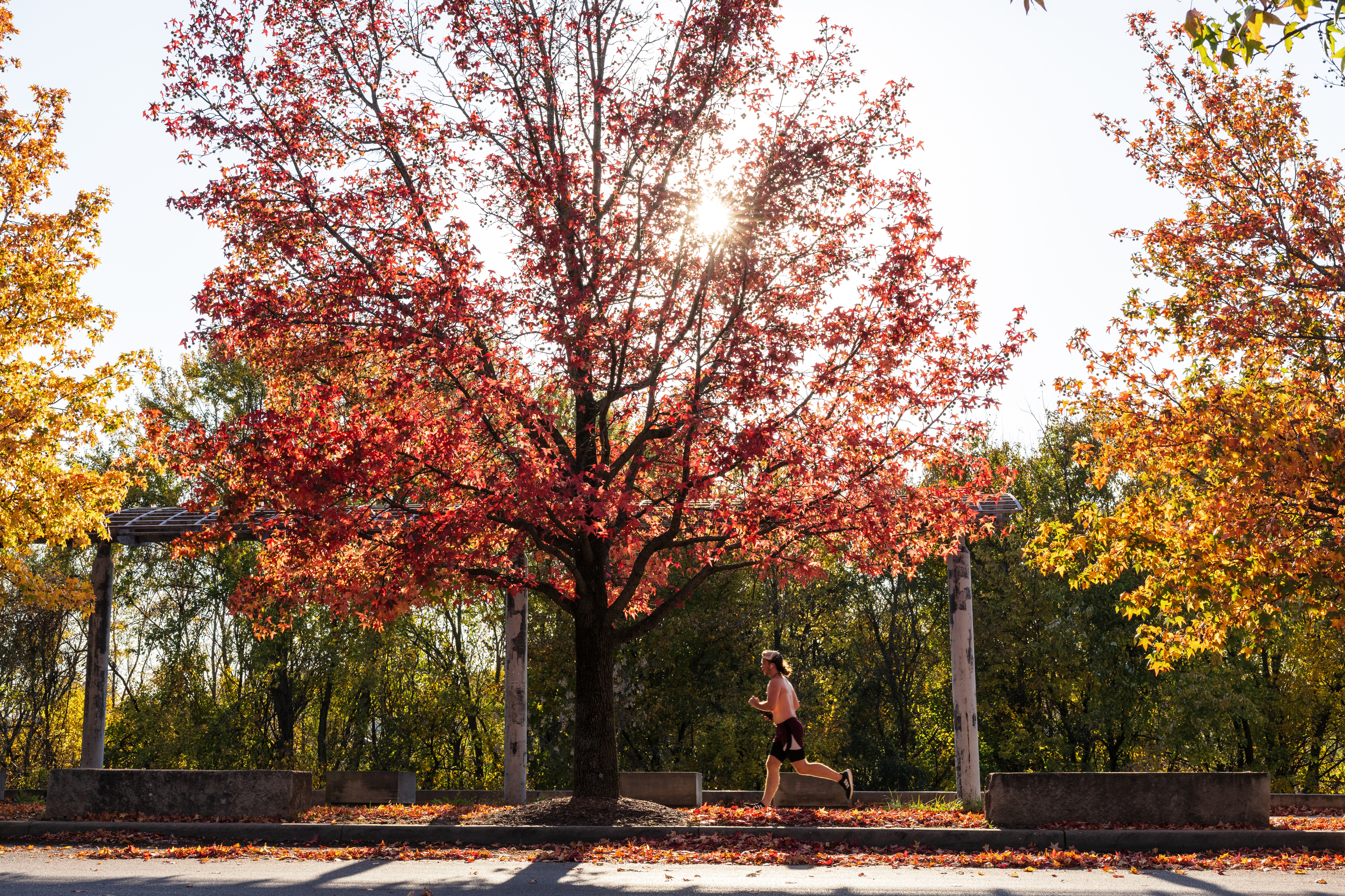 A person runs on the sidewalk surrounded by the fall trees at IU ...