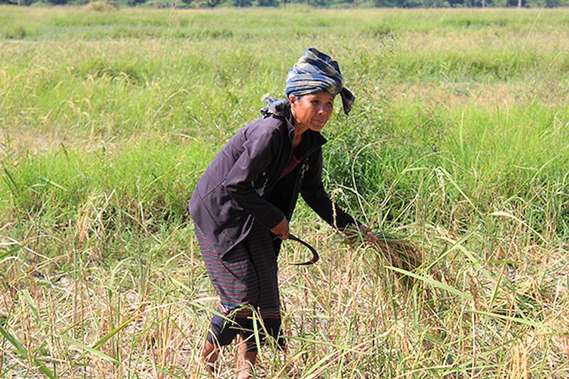 A weather-rice-nutrient decision support app is helping farmers ensure yield in rainfed areas. (Photo: K. Hayashi)