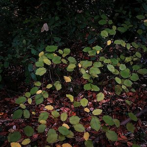 Hazelnuts