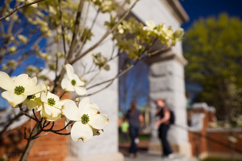 A white dogwood blooms in front of the arch leading to Hearn Plaza.