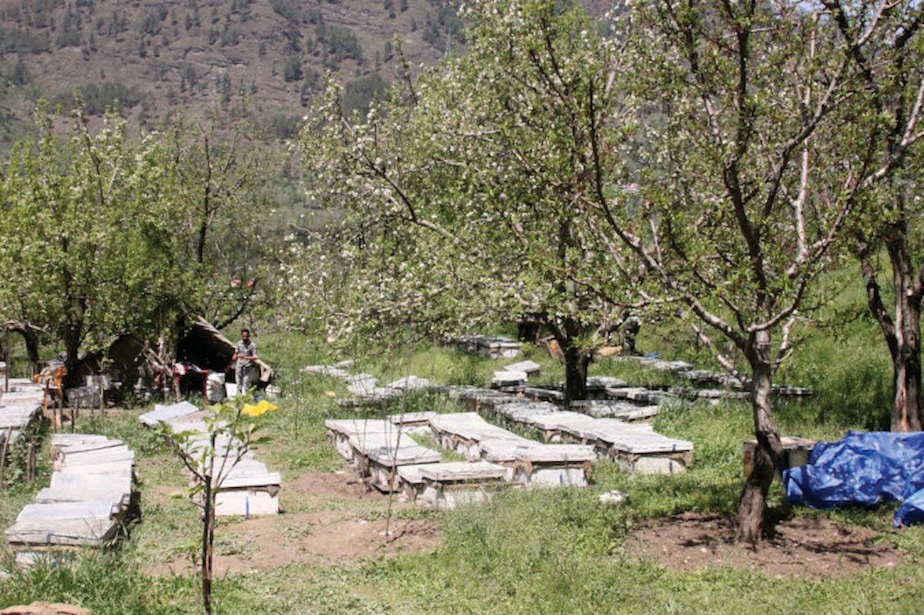 Managed pollination services. ICIMOD.