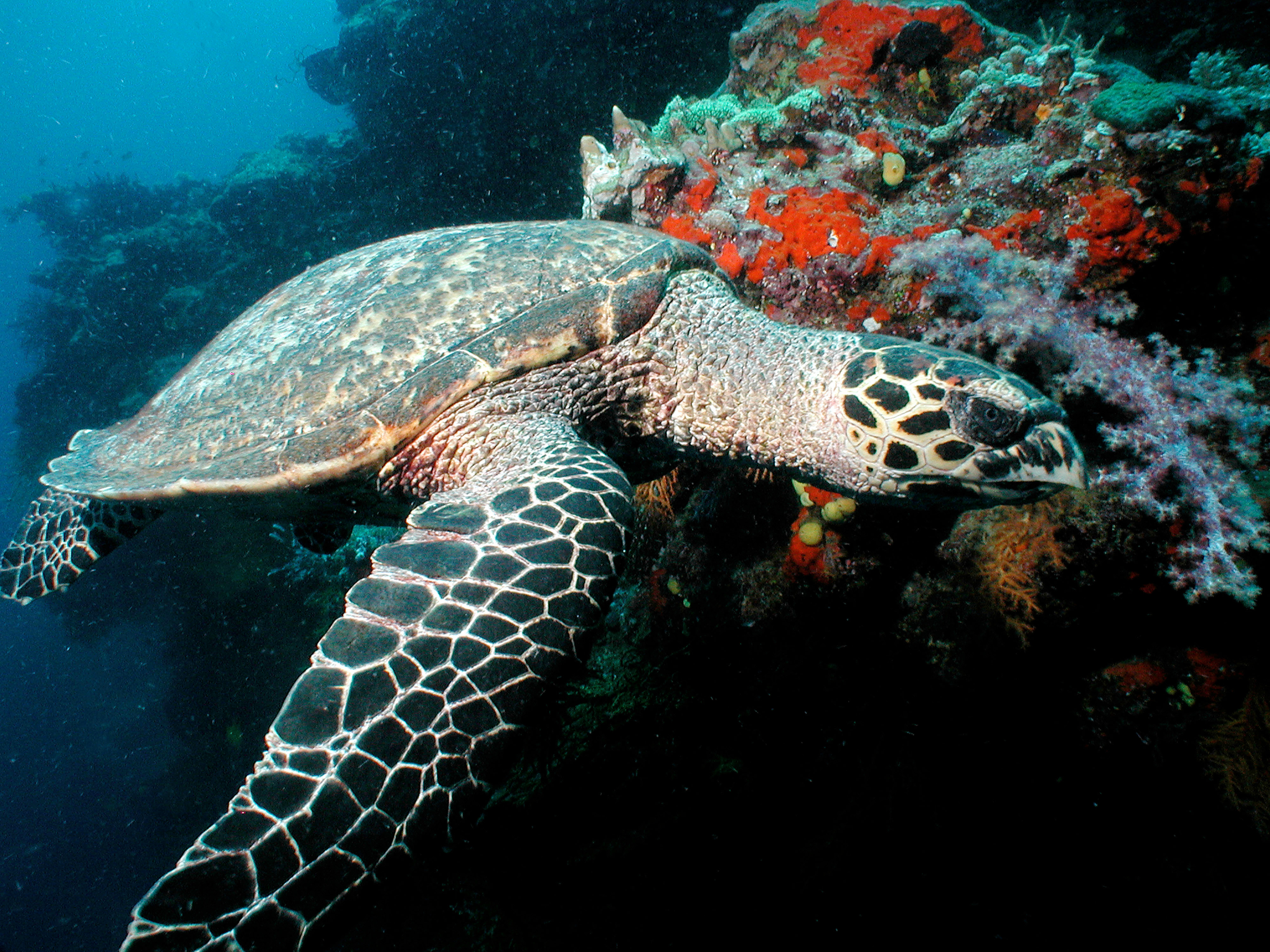 Hawksbill turtle © © Cat Holloway / WWF