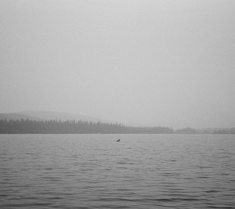 Solo loon - it was amazing to hear this loon call and the sound echo from bank to bank like I've never heard before.