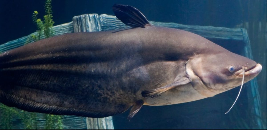 Walago attu (or helicopter catfish) ©Tennessee Aquarium