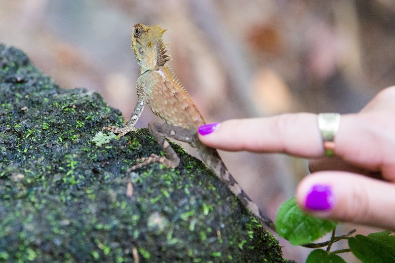 Carol pets every animal she can. I'm surprised this little lizard was so chill.