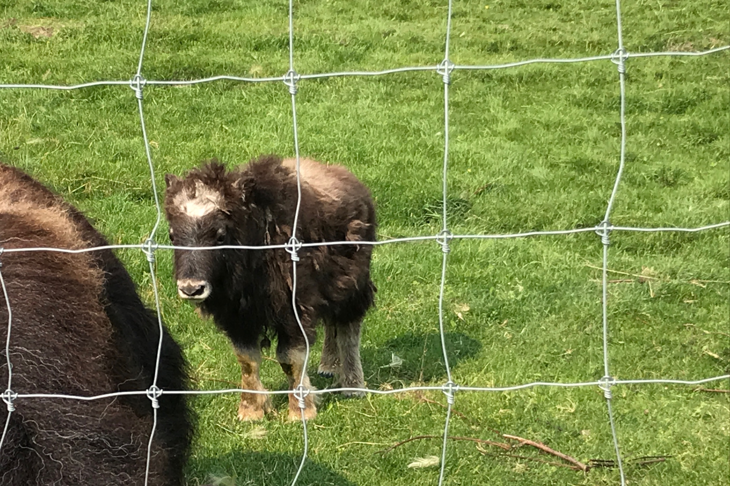 A photo in this story