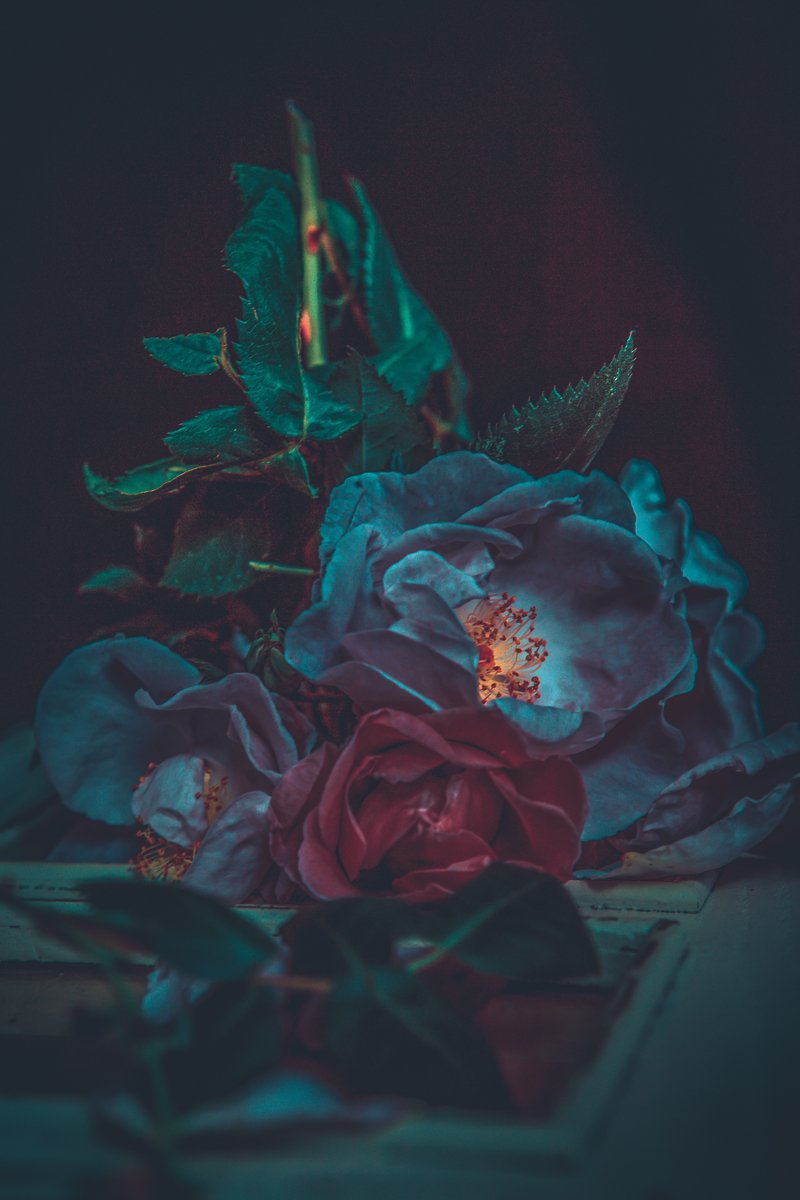 Blue Rose Series by Cristina Schek (83).jpg