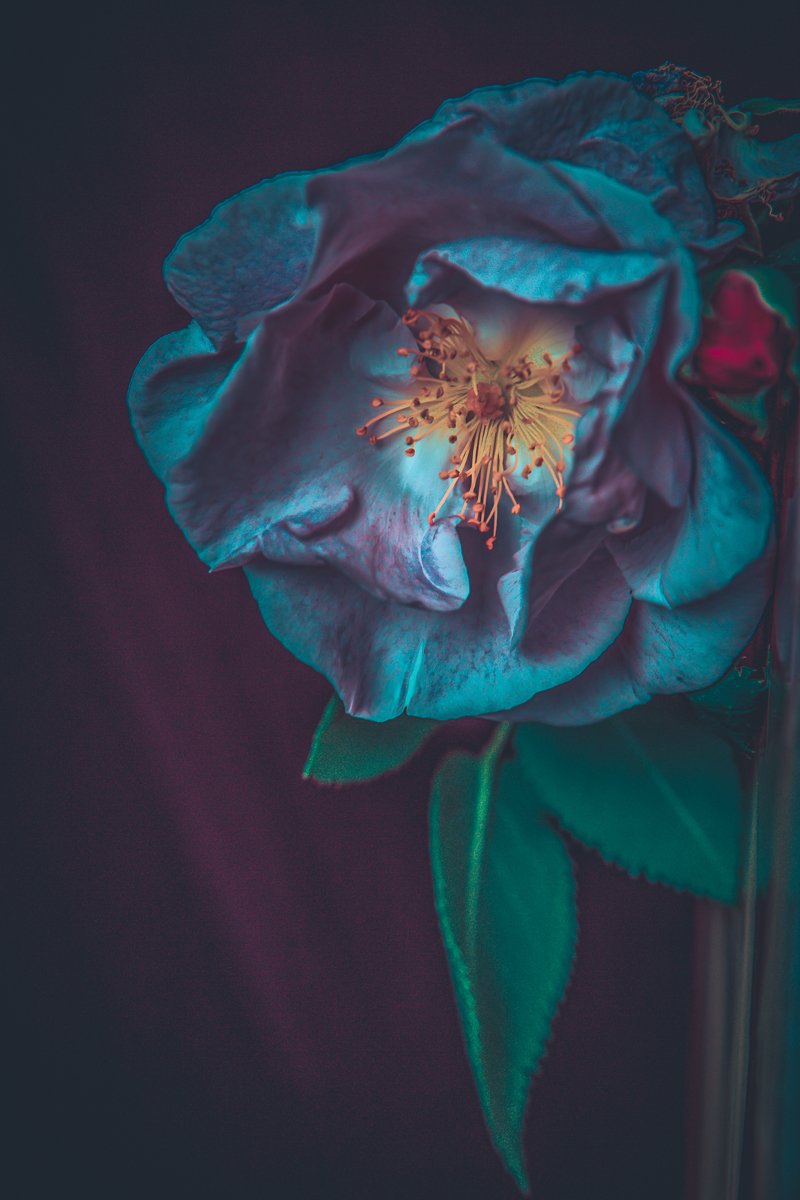 Blue Rose Series by Cristina Schek (52).jpg