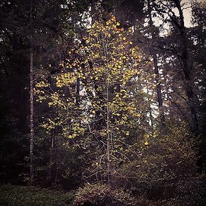 Maple trees