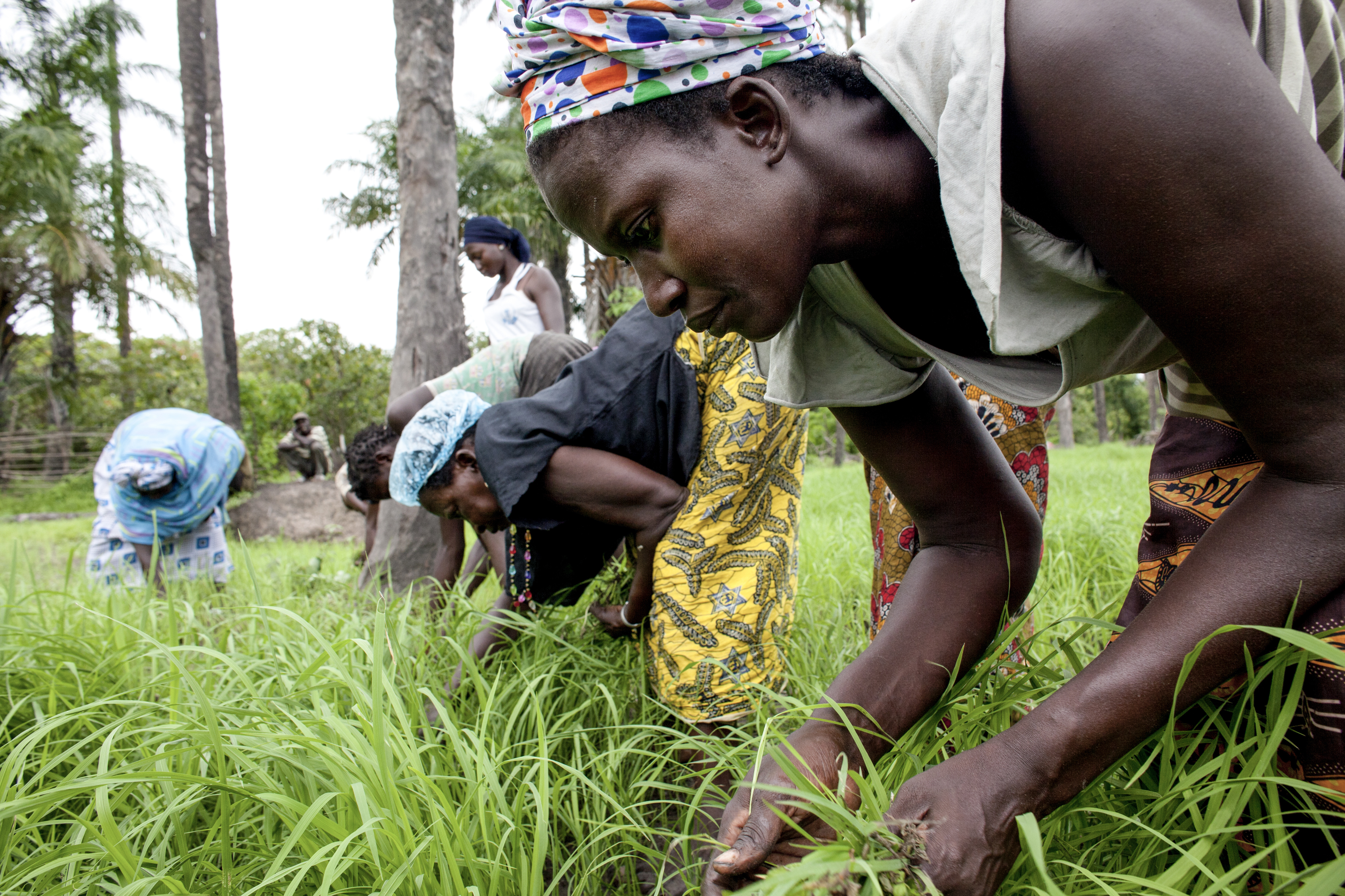 Women at work in rice fields now fertile again in the village of Nema Kunku, The Gambia. © Jane Hahn / ActyionAid