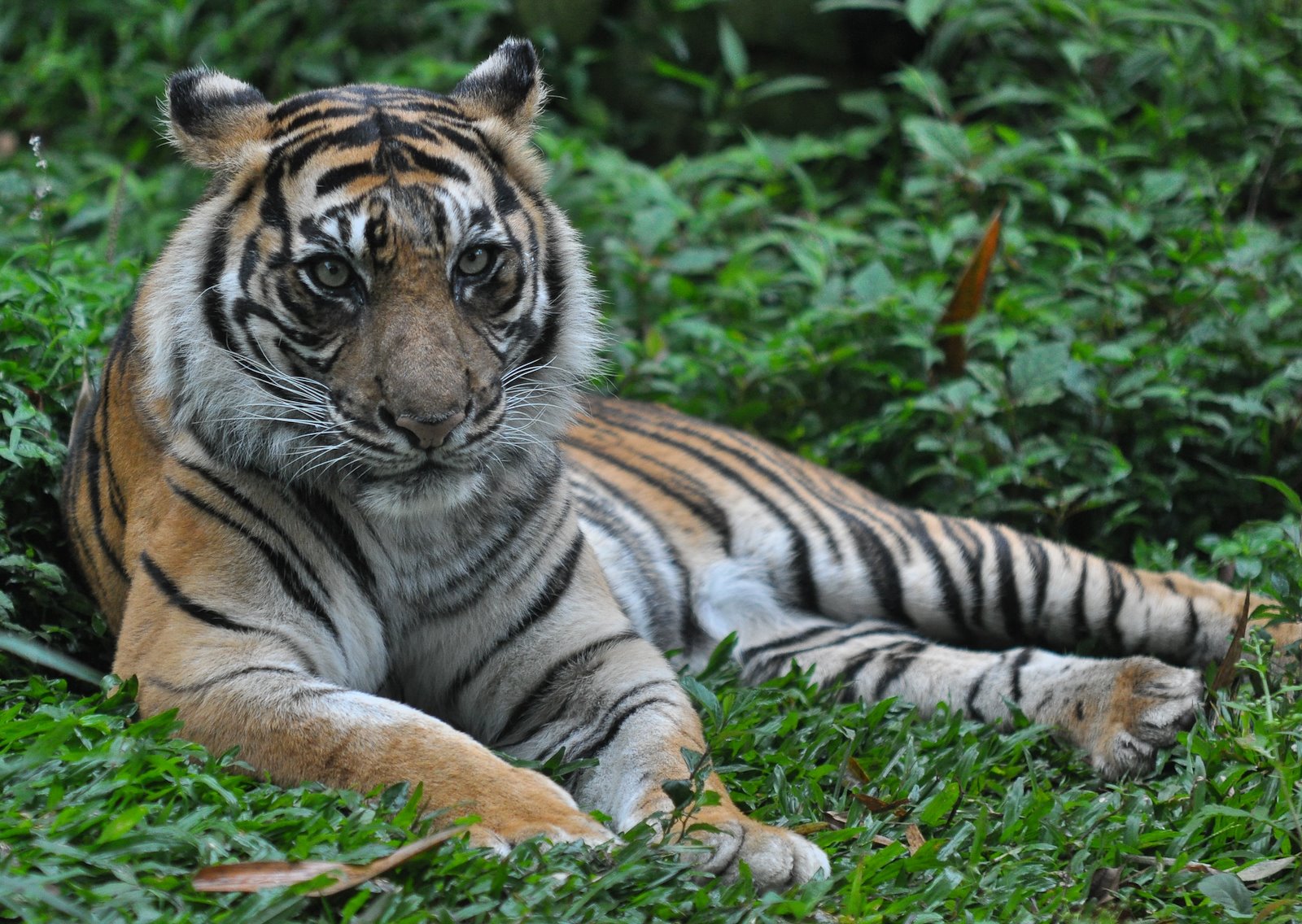 Harimau Sumatera, Hendry Mono. Photo: Shutterstock.com