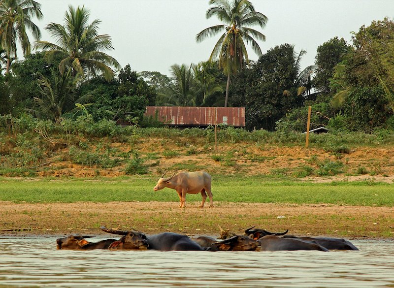 Water buffaloes swim in one of the many streams from the Chindwin River.