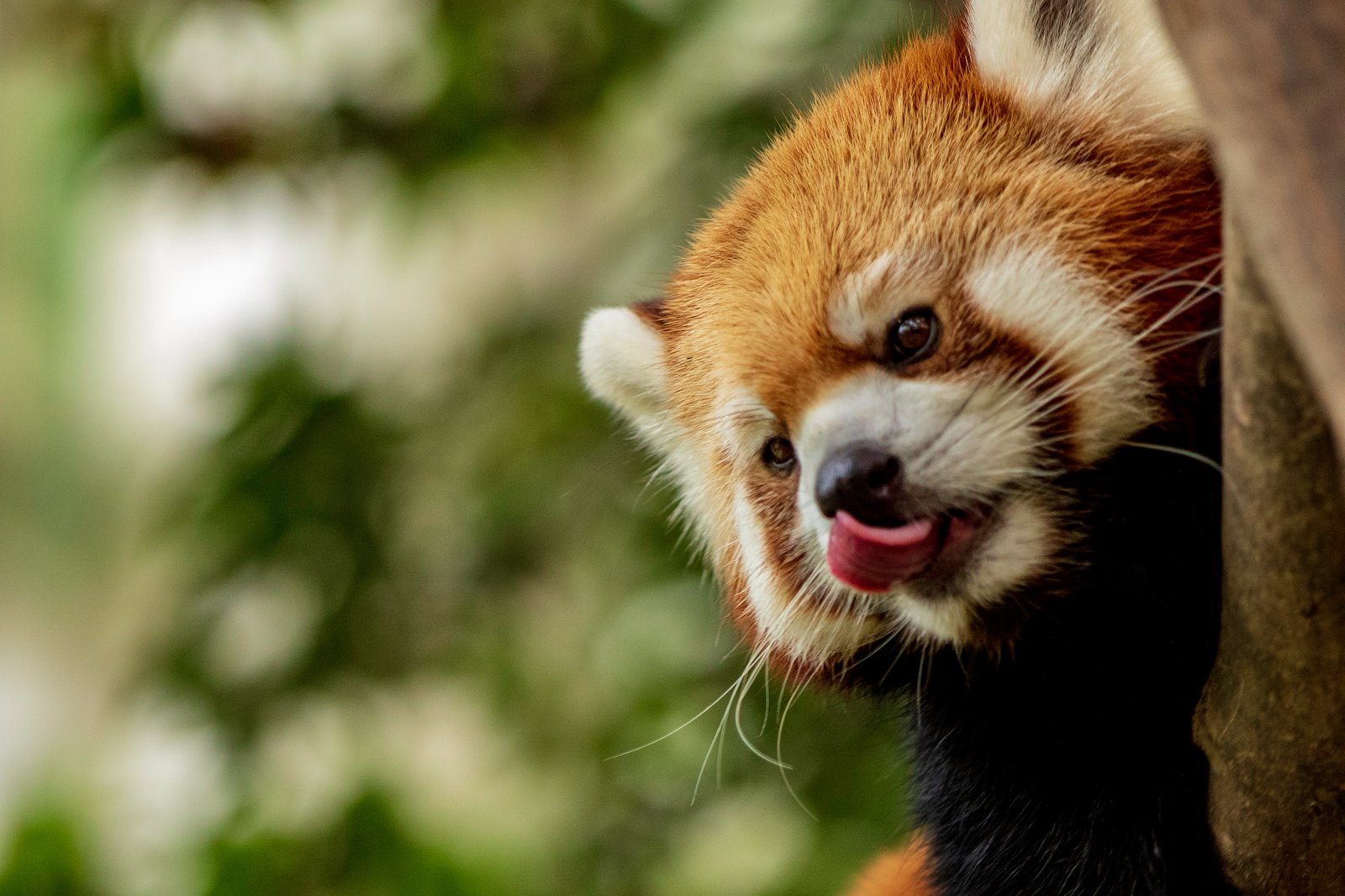 Red panda. Photo: Michael Payne/Unsplash.com