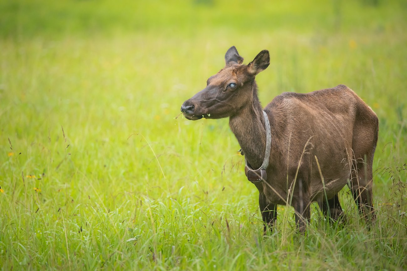 One of the eldest elk of the herd, and one of the original elk reintroduced to Maggie Valley. Photo courtesy of Phoebe Carnes.