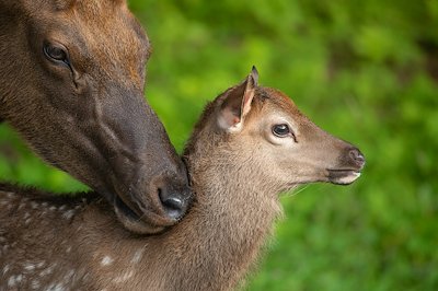 An elk calf with its mother. Photo courtesy of Phoebe Carnes.