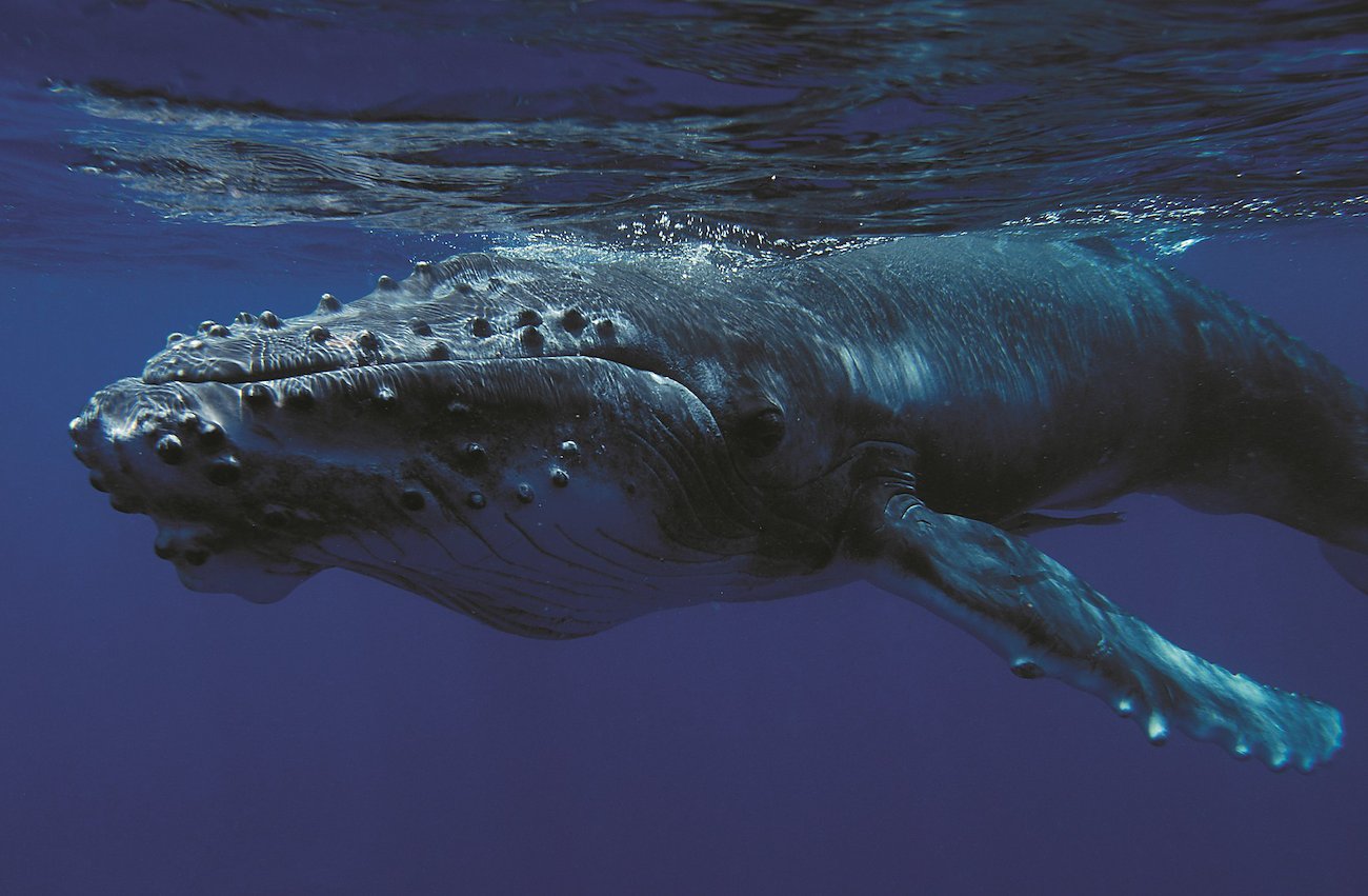 Humpback whale calf, Ha'apai, Tonga. Glen Edney.