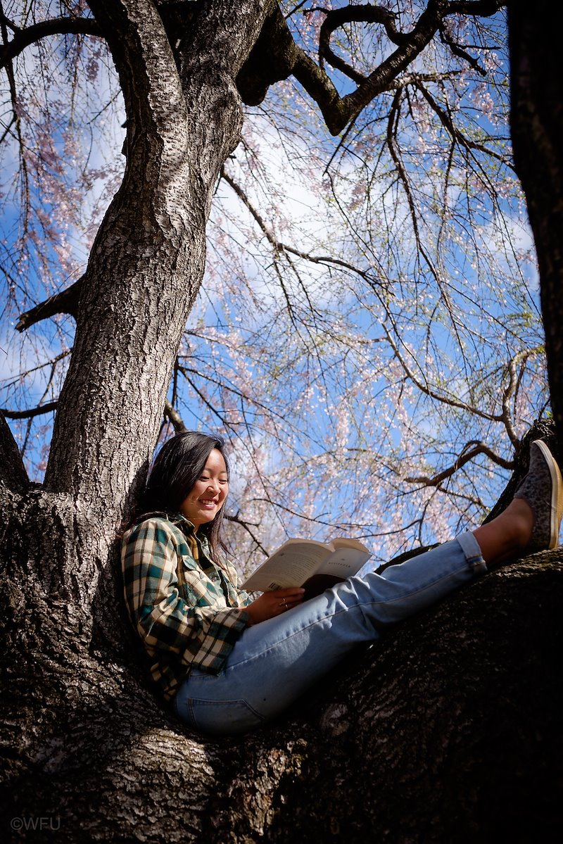 Kristi Chan ('15) reads in the crook of one of the cherry trees on campus.