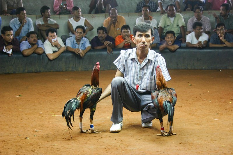 Cockfighting is even more violent and horrific than I expected.