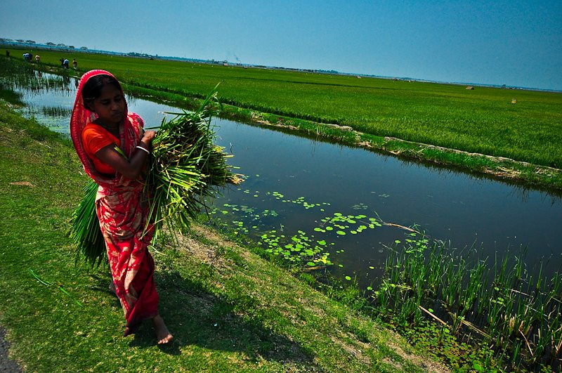 Swarna-Sub1, a flood-tolerant rice variety, helps ease the burden of women farmers.