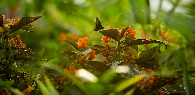 A butterfly lands at the Field School in Tena, Ecuador.