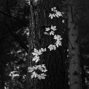A photo in this story