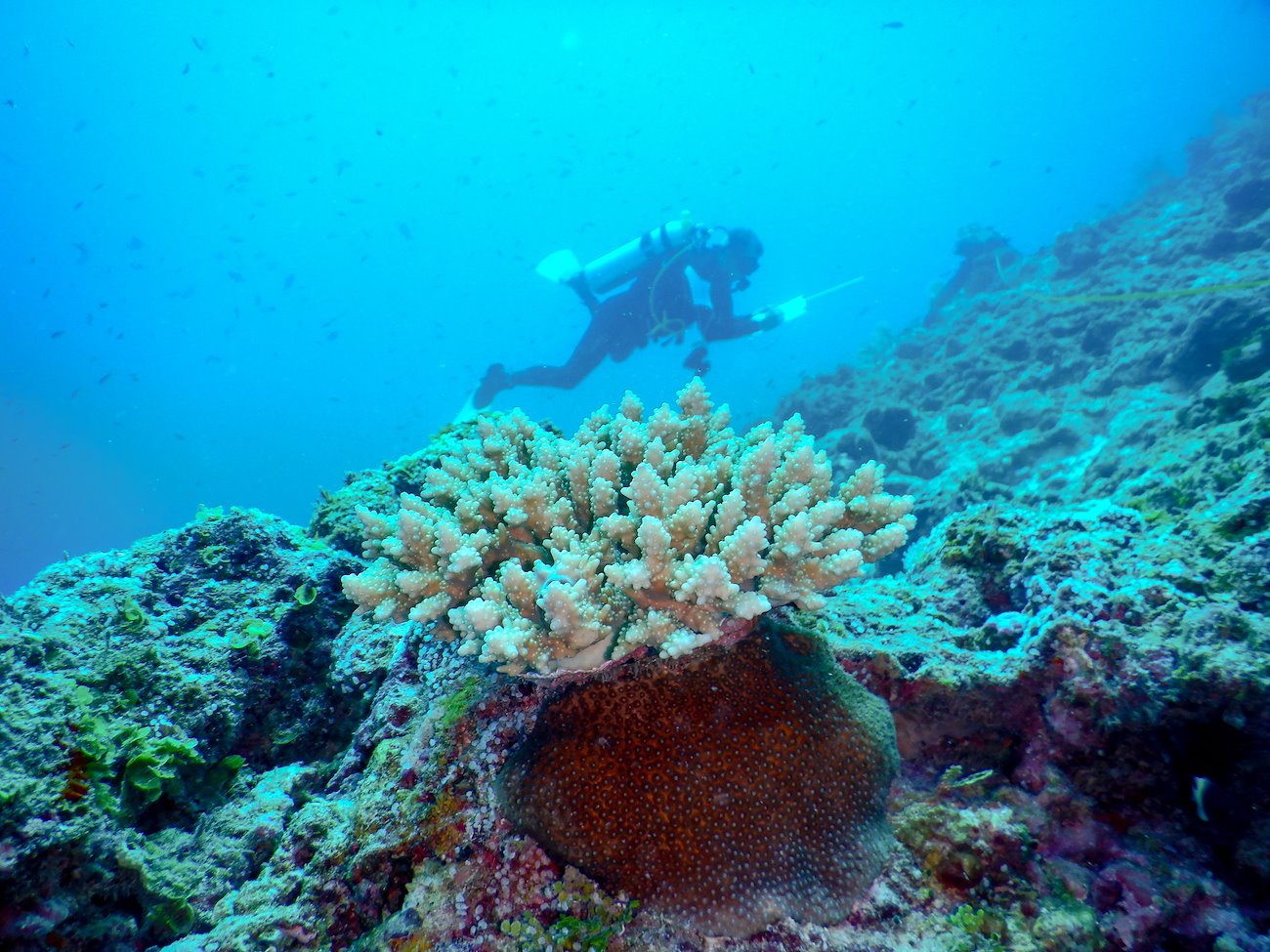 Farquhar atoll. Photo: Annabelle Cupidon