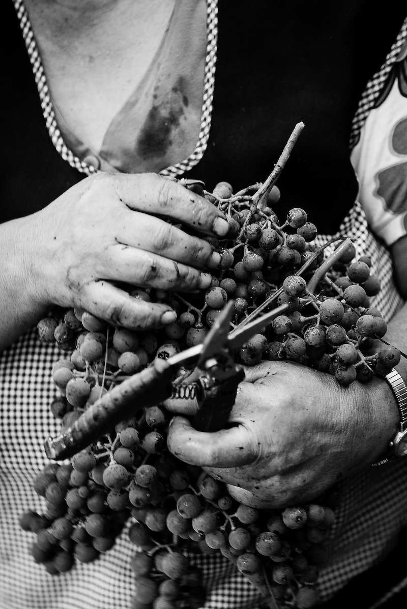 Jacquet wine tradition - A tradição do vinho Jacquet-02.jpg