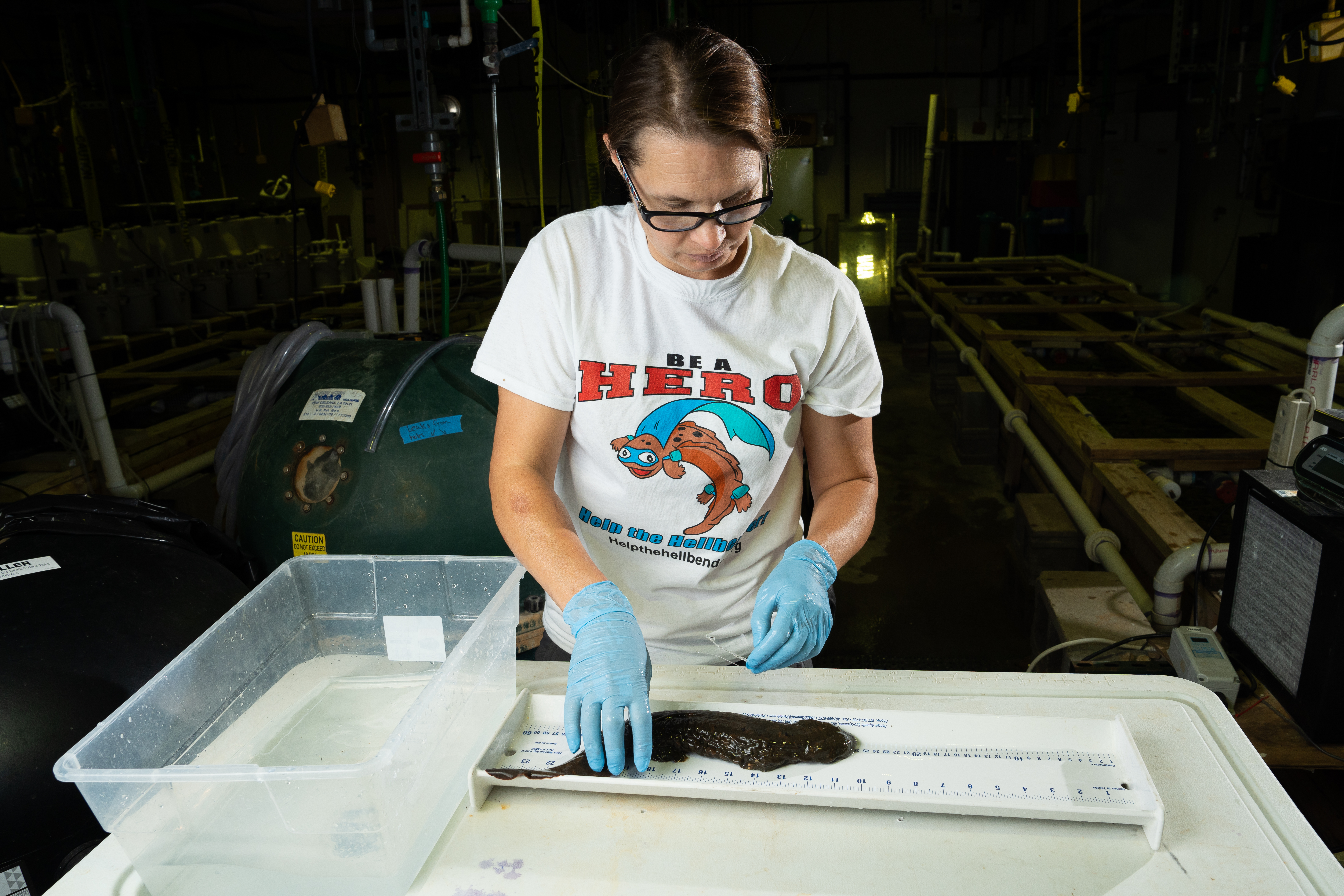 Restoring Indiana's Hellbenders