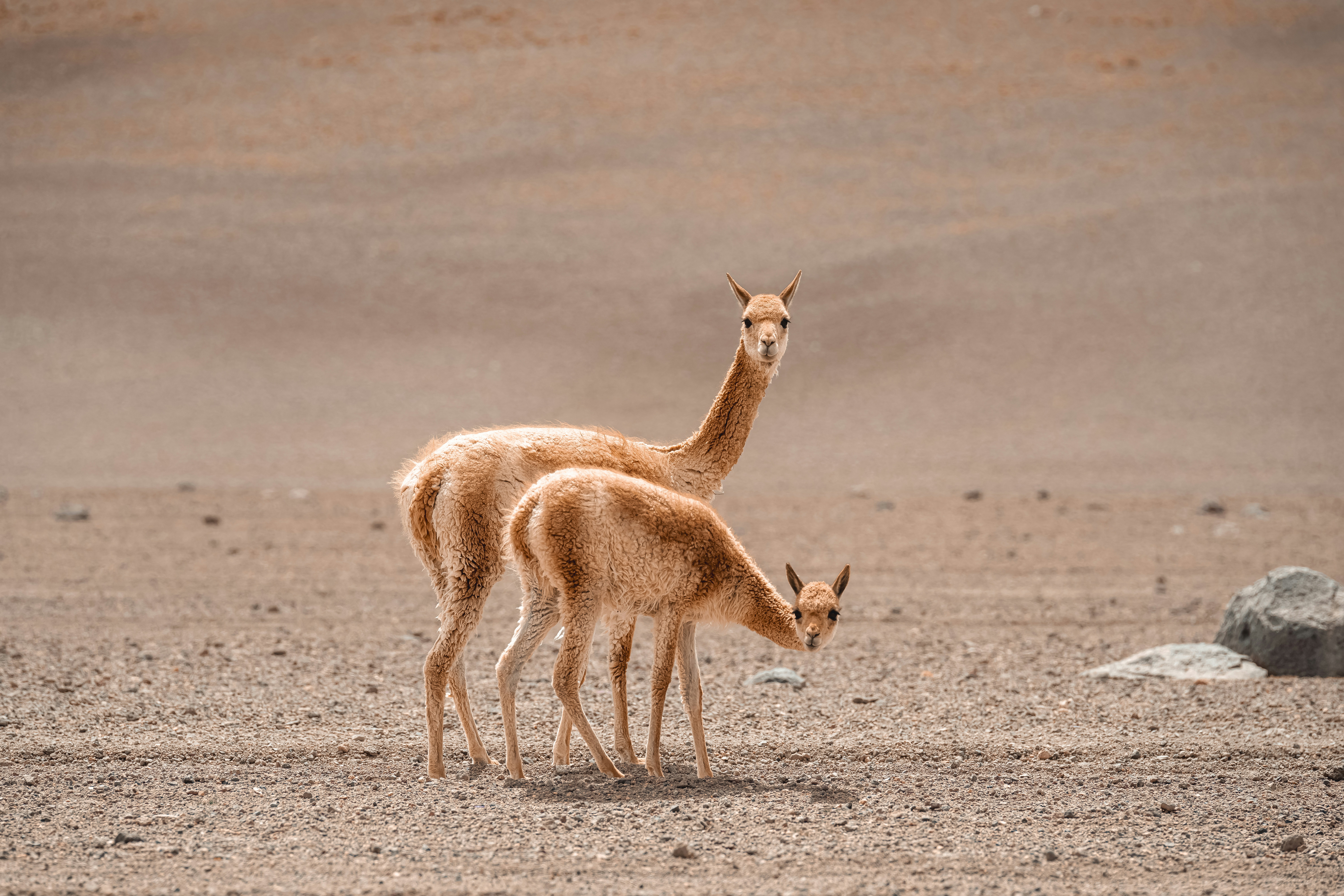 Adult vicuña stands protectively behind its young calf in a barren ...