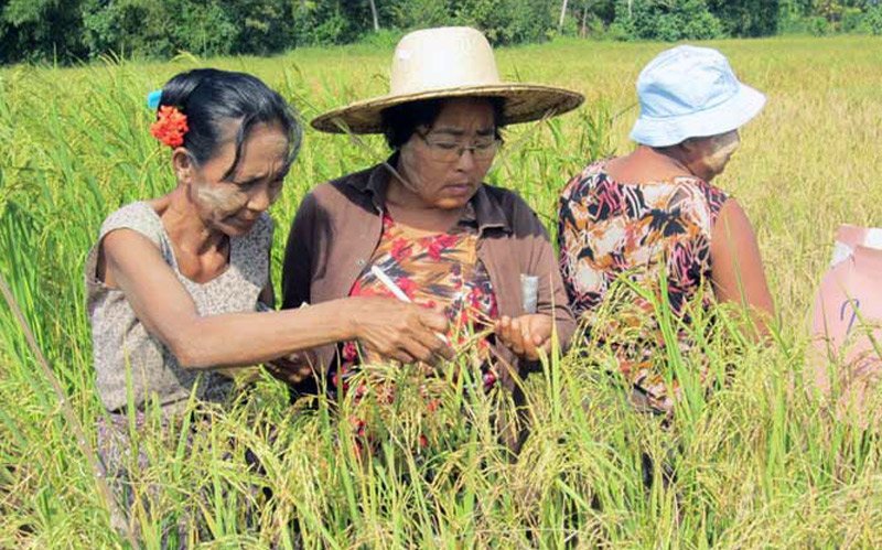 Women farmers from Labutta Township in Myanmar evaluate and select their most preferred varieties.